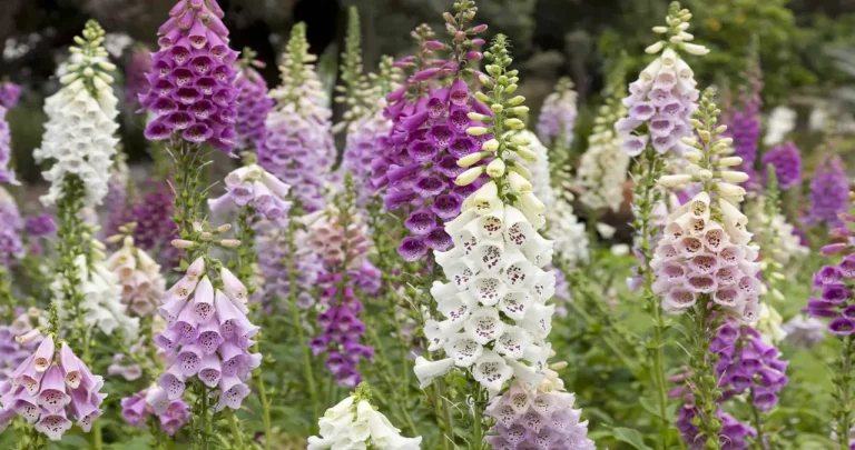 Foxglove Meaning