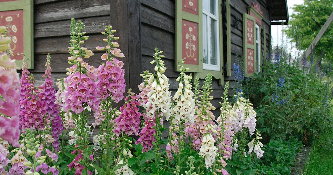 Foxglove Meaning: The Dual Nature of Beauty and Danger in Nature's Bell-Shaped Flower